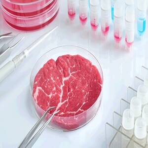 گوشت آزمایشگاهی جایگزین گوشت حیوانی